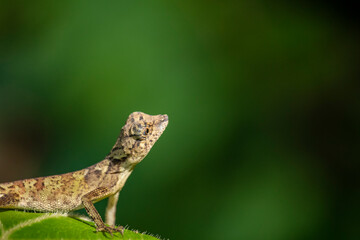 Brown lizard on a green background