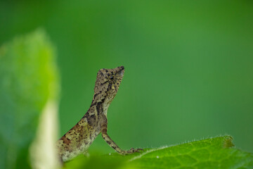 Brown lizard on a green background