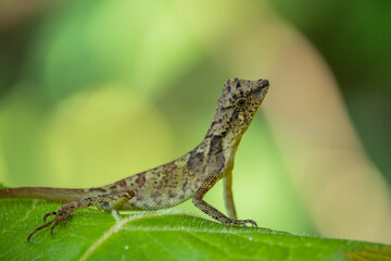 Close-up of a Flying Dragon Lizard (Draco volans) Perched on a Tree Leaf in Its Natural Habitat