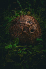Delicious coconut fruit among the meadow