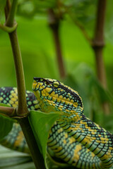 Wagleri's Viper (Tropidolaemus wagleri) in the forest	