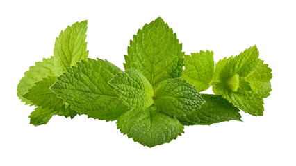 Green brandy mint leaves. Fresh aromatic herbs ingredient for mojito and refreshing cocktails or...