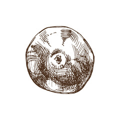 Hand-drawn apple vintage sketch. Vector illustration. Engraved fruit drawing. Botanical design template. Sweet food.