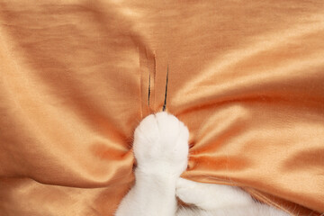 White fur cat paws scratching adn ripping orange satin fabric curtains, soft focus  close up