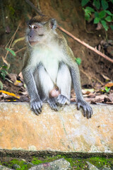 Long-tailed macaque sitting on the ground