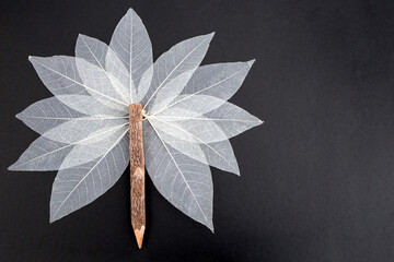 Abstract star shaped tree made of white skeleton leaves and a crayon twig, isolated on black background,