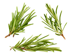 Fresh Rosemary Herbs set. Gardening farming fragrant herb rosemary spices, isolated. PNG.