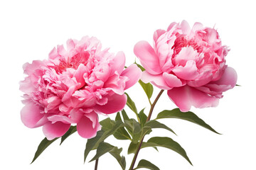 Peony Flower Isolation on a transparent background