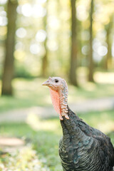 Many different animals on green grass under blue sky