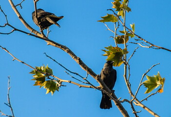 Two blackbirds perched on branches