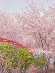벚꽃 밑 놀이기구(Rides under cherry blossoms)