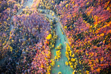 Vibrant Autumn Foliage from Above