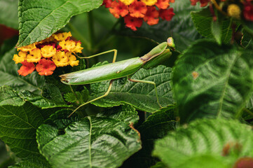 Close-up of a praying mantis perched on a flower