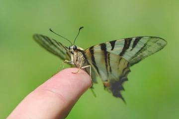 Fototapeten Beautiful Closeup butterfly at your fingertips in a summer garden © blackdiamond67