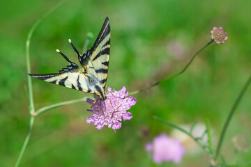 Obraz premium Macro shots, Beautiful nature scene. Closeup beautiful butterfly sitting on the flower in a summer garden.