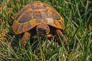 Close-up of a turtle in the grass