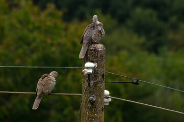 Gray pigeons perched on an electric pole