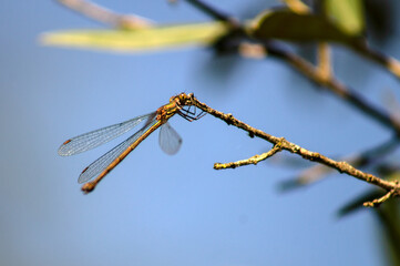 A dragonfly perched on a branch