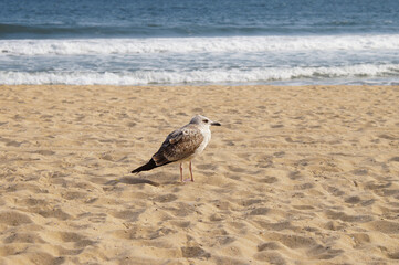 A seagull standing on a deserted beach