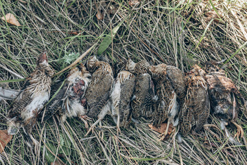 Quail living in free-range summertime photo. Bird in grass close up capture.