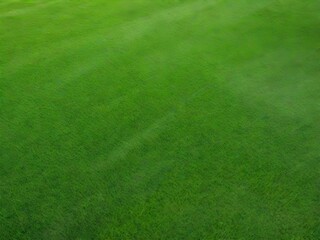 green grass background