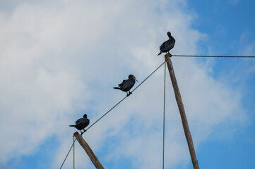 Three cormorants perched on a rope