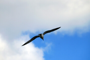 Seagull flying in the sky