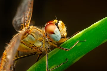Fototapeten Macro shots, showing of eyes dragonfly and wings detail. Beautiful dragonfly in the nature habitat. © blackdiamond67