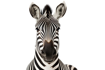Fototapeta na wymiar Zebra in Clean Isolation on a transparent background
