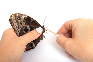 Natural butterfly on isolated white background.