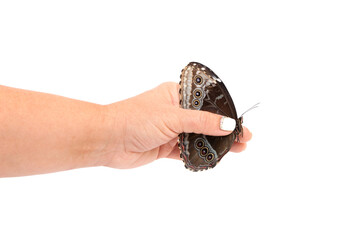 Natural butterfly on isolated white background.