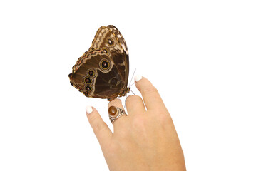 Natural butterfly on isolated white background.