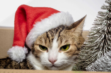portrait of a gray cat in a red Christmas hat close up