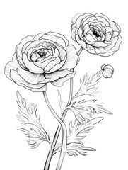 Ranunculus flower Coloring book page