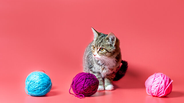 kitten with multi-colored balls of woolen threads on a pink background
