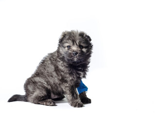 veterinary medicine puppy mongrel with intravenous catheter on the front paw on white background