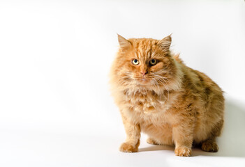 Obraz premium huge fat red shaggy cat on a white background