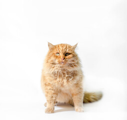 huge fat red shaggy cat on a white background