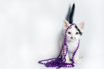 black and white kitten with purple beads on white background