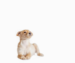 golden puppy lies on a white background and looks up