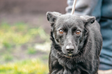 black mongrel dog on a leash