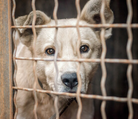 purebred puppy behind bars in a shelter