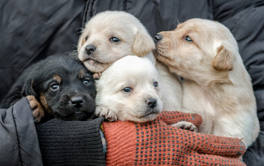 bunch of little puppies in human hands - obrazy, fototapety, plakaty