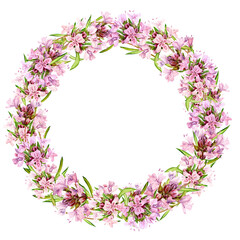 Fototapeta na wymiar Watercolor drawing of broadleaf thyme isolated on white background. Blooming flowers are collected in a round frame. Fragrant kitchen herbs for herbal tea. Mediterranean cuisine ingredients