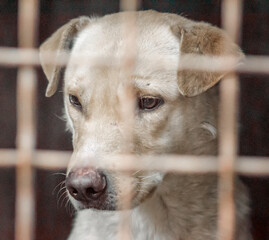 mongrel dog with sad eyes in an iron cage