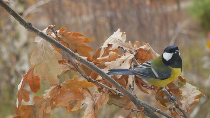  Tit on an oak branch in the autumn forest.