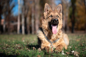large-scale portrait of a German Shepherd dog on a green lawn in a park in autumn on a sunny day