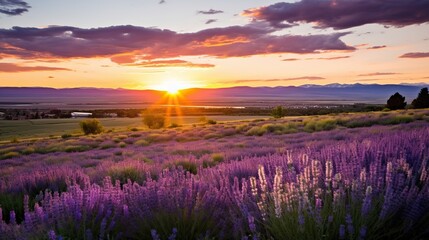 Serene Sunset over Lavender Field