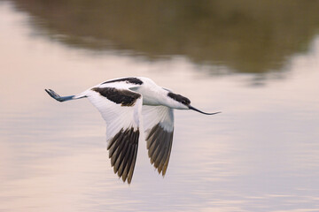 A Pied Avocet flying low over water