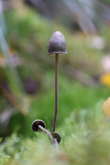 Motllegill mushroom growing on moose dung, scientific name Panaeolus alcis, no common English name